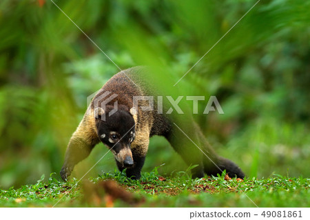 Raccoon, Procyon lotor, in Manuel Antonio Raccoon, Procyon lotor, in Manuel Antonio 49081861
