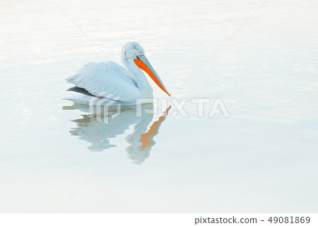 Pelican, mirror in still water. Dalmatian pelican 49081869