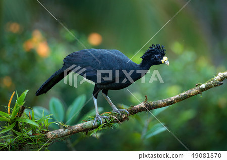 Jungle bird. Bare-faced Curassow, Crax fasciolata 49081870