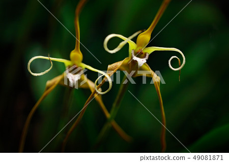 Maxillaria fractiflexa, Colombia, Wild orchid 49081871