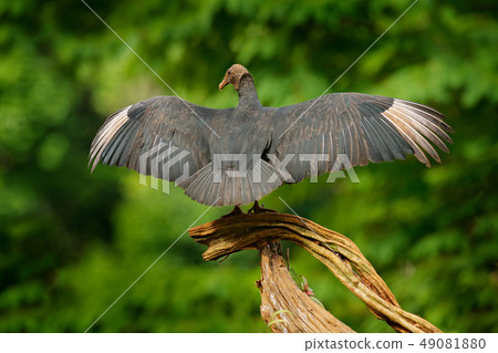 Ugly black bird Black Vulture, Coragyps atratus 49081880