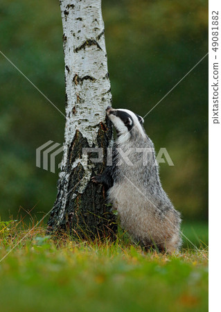 Badger in forest, animal in nature habitat 49081882
