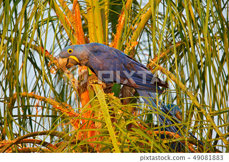 Hyacinth Macaw, portrait of big blue parrot 49081883