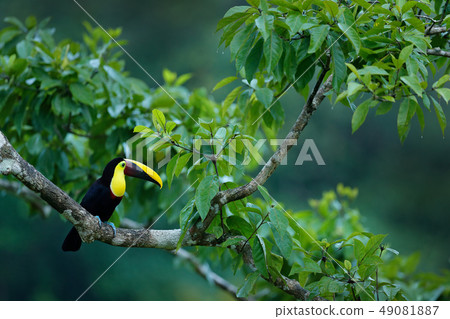 Keel-billed Toucan, Ramphastos sulfuratus 49081887