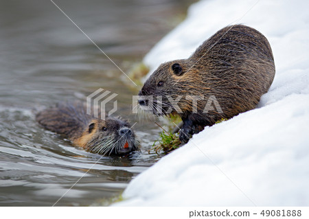 Nutria, Myocastor coypus, mouse with big teeth Nutria, Myocastor coypus, mouse with big teeth 49081888