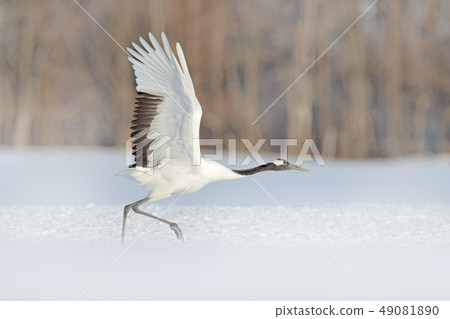 Starting Red-crowned crane from snowy meadow 49081890