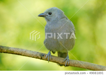 Palm Tanager, Thraupis palmarum in tropical jungle Palm Tanager, Thraupis palmarum in tropical jungle 49081891