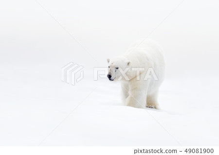 Polar bear on drifting ice with snow Polar bear on drifting ice with snow 49081900