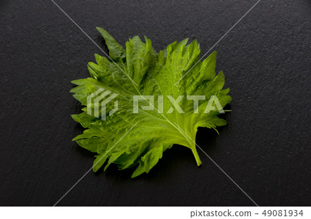 Macrophyll Macrophyll 49081934