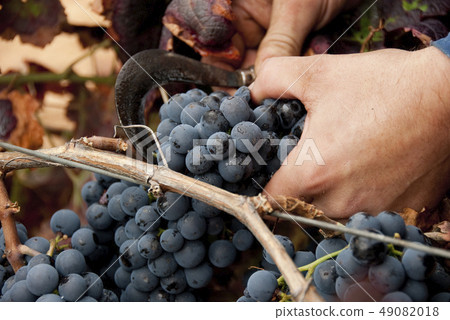 Harvesting, cutting bunch of grapes for wine in vi Harvesting, cutting bunch of grapes for wine in vi 49082018