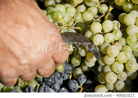 harvesting, black grapes, bunches of grapes, white harvesting, black grapes, bunches of grapes, white 49082021