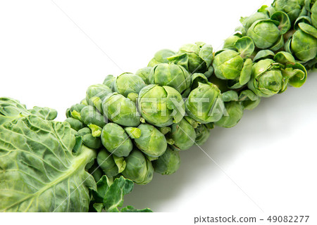 球芽甘藍 球芽甘藍 49082277