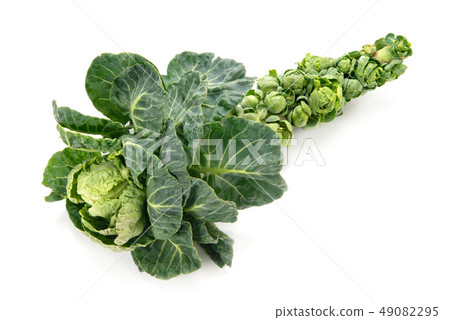 球芽甘藍 49082295