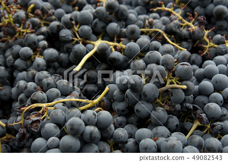 harvesting, black grapes, bunches of grapes, for r harvesting, black grapes, bunches of grapes, for r 49082543