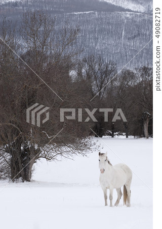White horse in landscape with snow White horse in landscape with snow 49082719