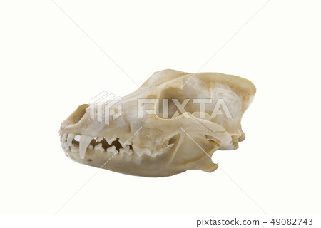 Grey Wolves (Canis lupus), mammalian skull 49082743