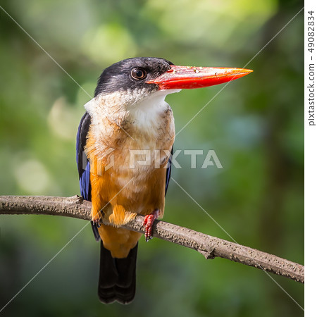 Black-capped Kingfisher (Halcyon pileata) Black-capped Kingfisher (Halcyon pileata) 49082834