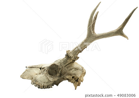 Roe deer (Capreolus capreolus), mammal skull and h Roe deer (Capreolus capreolus), mammal skull and h 49083006