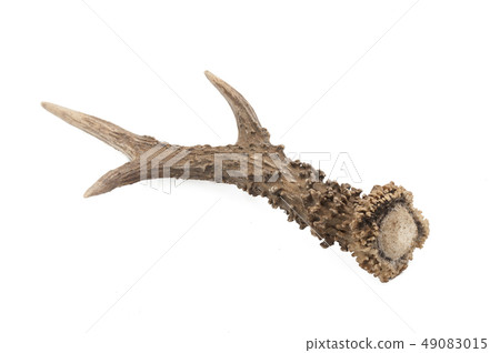 Roe deer (Capreolus capreolus), adult male horns w Roe deer (Capreolus capreolus), adult male horns w 49083015