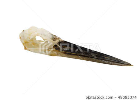 Purple heron [Ardea purpurea], Bird skull with whi 49083074