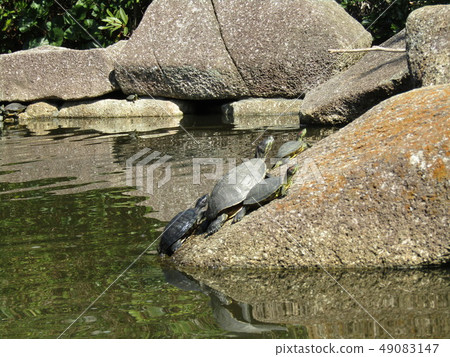 英格海濱公園池塘里的許多烏龜 英格海濱公園池塘里的許多烏龜 49083147