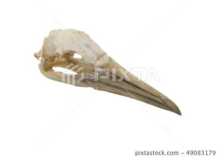 Northern Gannet (Morus bassanus), bird skull with Northern Gannet (Morus bassanus), bird skull with 49083179