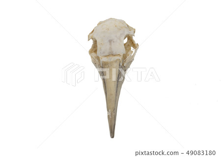 Northern Gannet (Morus bassanus), bird skull with Northern Gannet (Morus bassanus), bird skull with 49083180