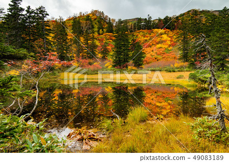 Autumn leaves reflected in a swamp Autumn leaves reflected in a swamp 49083189