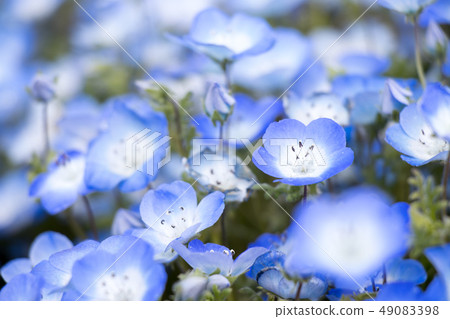 Closed up of Nemophila (Baby blue eyes) flower 49083398
