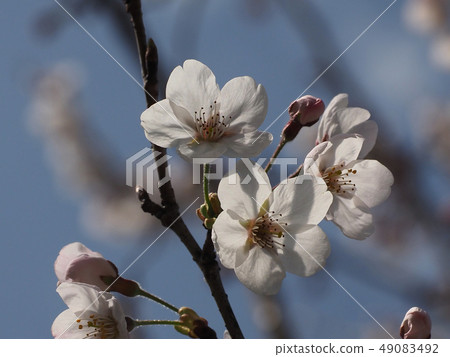Sakura (natural texture) 49083492