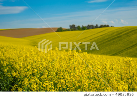 Rape field landscape Rape field landscape 49083956