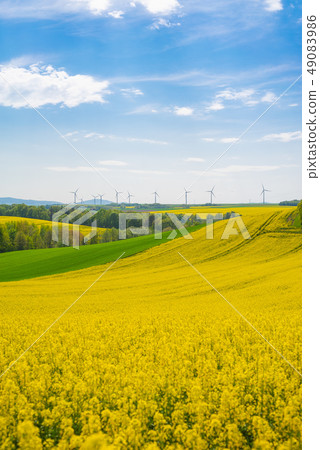 Rape field landscape 49083986