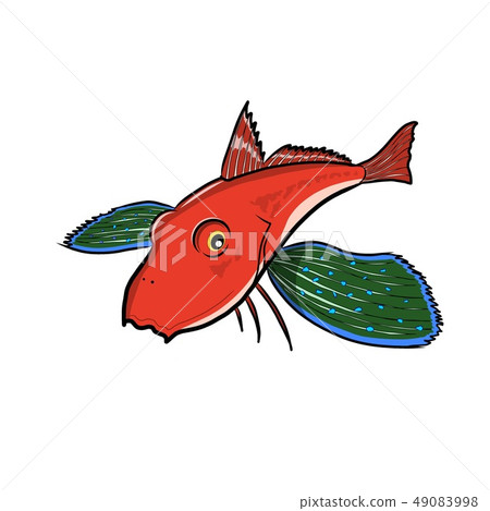 Gurnard 49083998