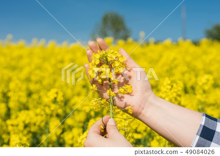 Farmer examining rape 49084026