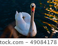 Duck looking at camera 49084178