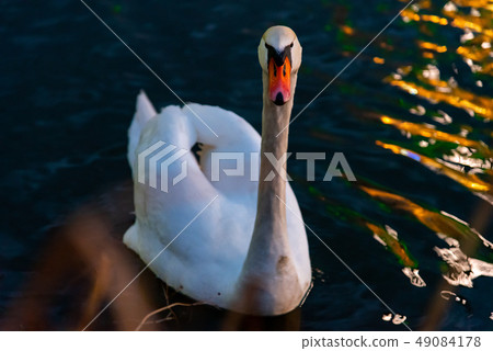 Duck looking at camera Duck looking at camera 49084178