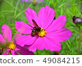 花 49084215