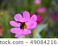 花 49084216