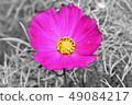 花 49084217