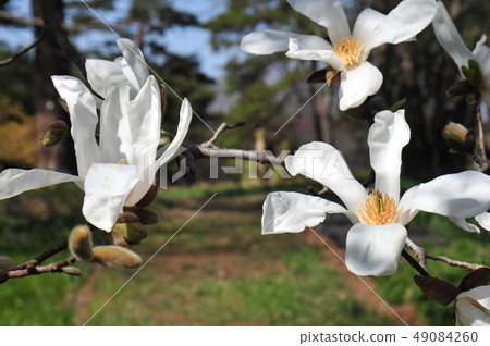 Kobushi Blooming Kobushi in Spring Bloom and Kobushi White Kobushi fist Kobushi Blooming Kobushi in Spring Bloom and Kobushi White Kobushi fist 49084260