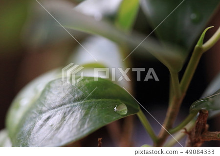 光圈f4.5 光圈f4.5 49084333