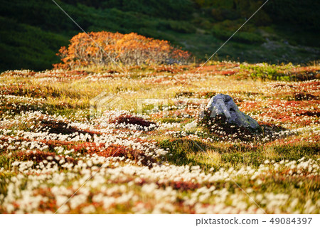 青廬瑪秋紅秋 49084397