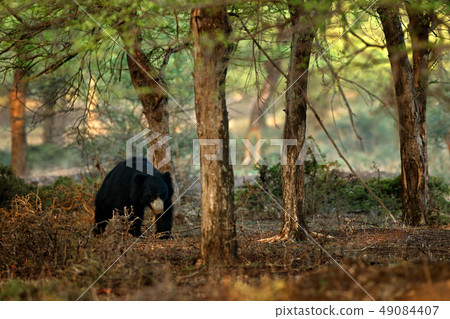 Sloth bear, Melursus ursinus in  Asian forest. Sloth bear, Melursus ursinus in  Asian forest. 49084407