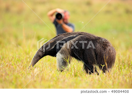 Anteater and photographer, cute animal from Brazil Anteater and photographer, cute animal from Brazil 49084408