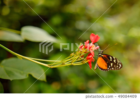 Butterfly Heliconius Hacale zuleikas, on flower Butterfly Heliconius Hacale zuleikas, on flower 49084409