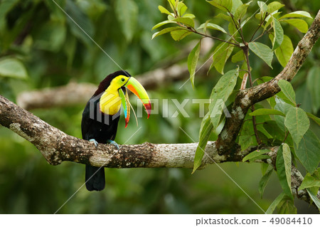 Toucan sitting on the branch in the forest, Panama 49084410