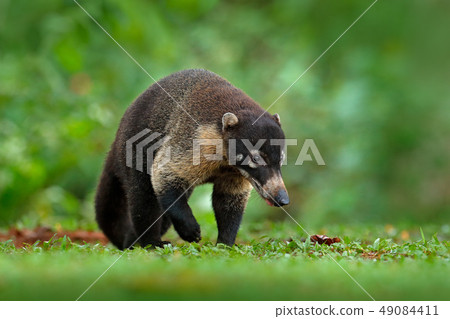 Raccoon, Procyon lotor in grass, tropical jungle 49084411