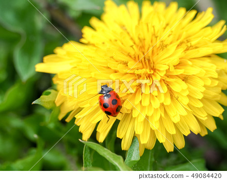 Ladybird on a dandelion 49084420
