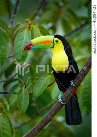Toucan sitting on the branch in the forest 49084422