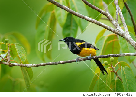 Black-cowled Oriole, Icterus prosthemelas 49084432